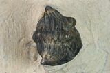 Bargain, Metacanthina Trilobite - Lghaft, Morocco #133980-2